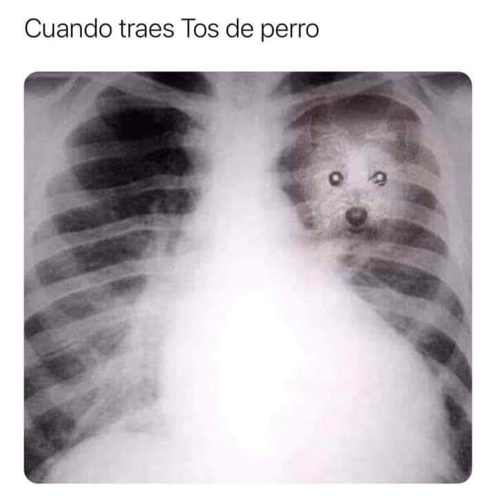 El Meme (@memessv7) on Twitter photo 