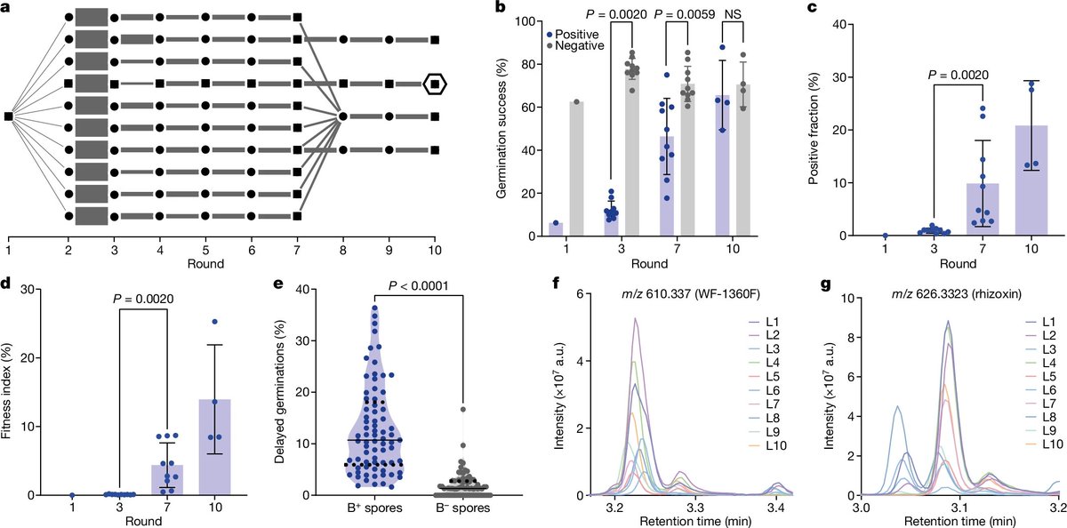 Incredible! Inducing #endosymbiosis reveals the mechanisms &amp; challenges of this process🧫🍄

Implanting bacteria into a #fungus shows how adaptive #evolution can stabilize host-#bacteria interactions and lead to functional metabolic transfers