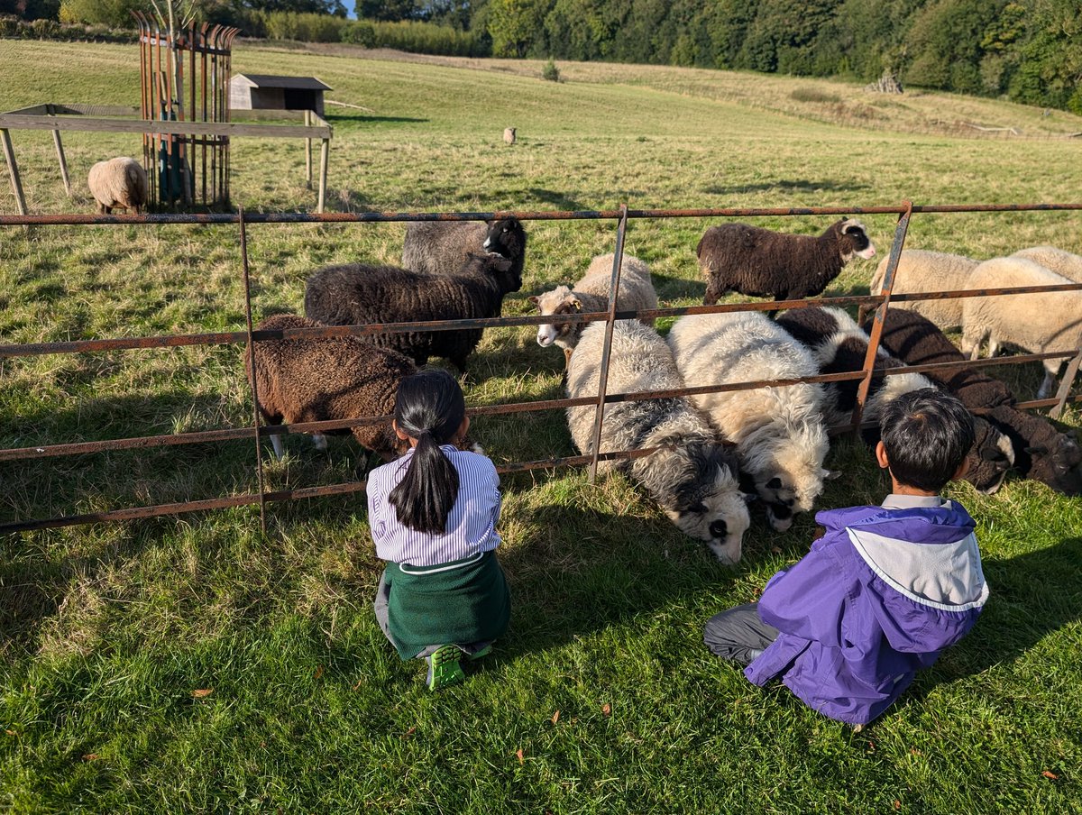 YH_SmallHolding's tweet image. After school smallholding club for Year 4-6 took a visit to the sheep for their afternoon feed, making the most of the autumn sunshine @YorkHouseSch #smallholding