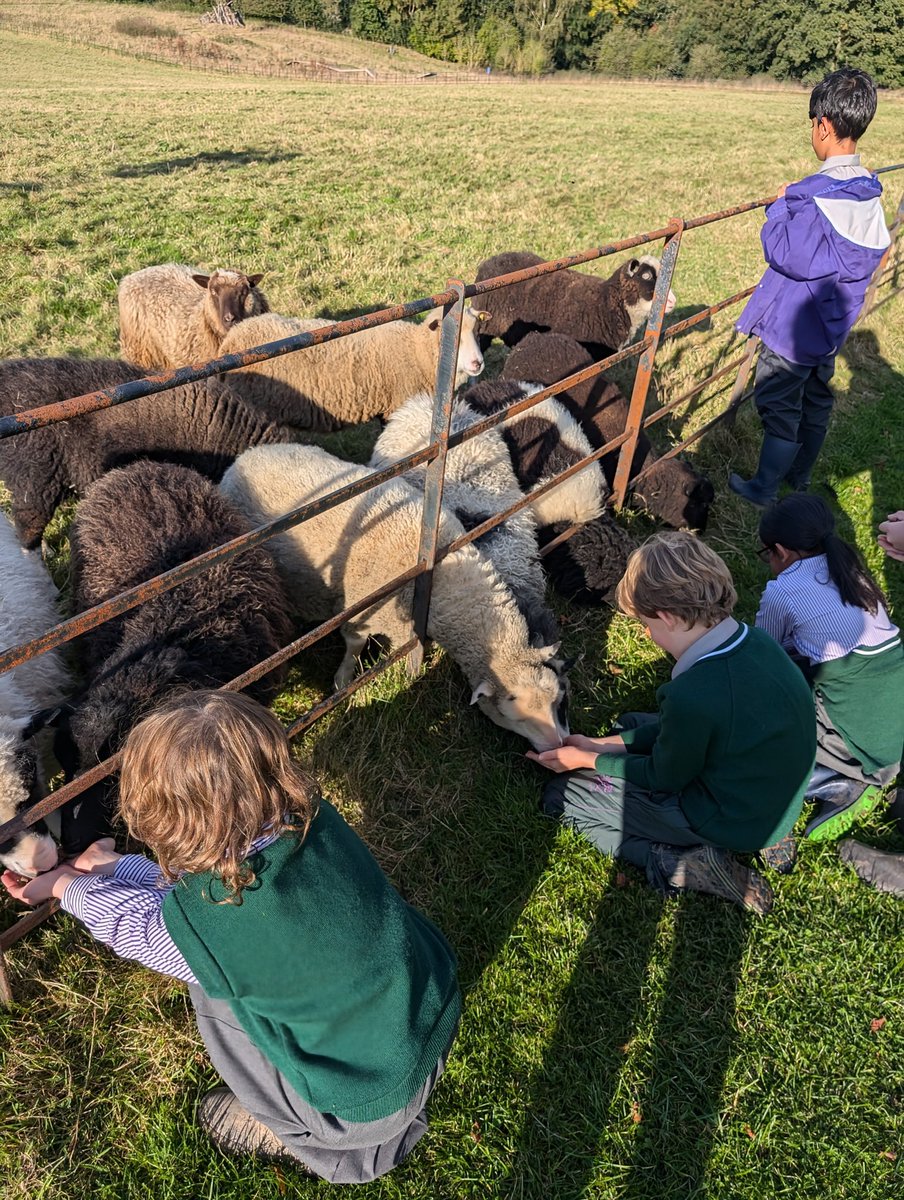 YH_SmallHolding's tweet image. After school smallholding club for Year 4-6 took a visit to the sheep for their afternoon feed, making the most of the autumn sunshine @YorkHouseSch #smallholding
