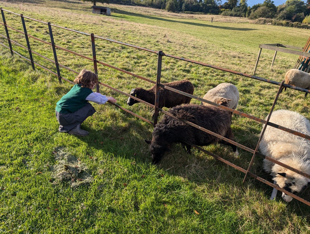 YH_SmallHolding's tweet image. After school smallholding club for Year 4-6 took a visit to the sheep for their afternoon feed, making the most of the autumn sunshine @YorkHouseSch #smallholding