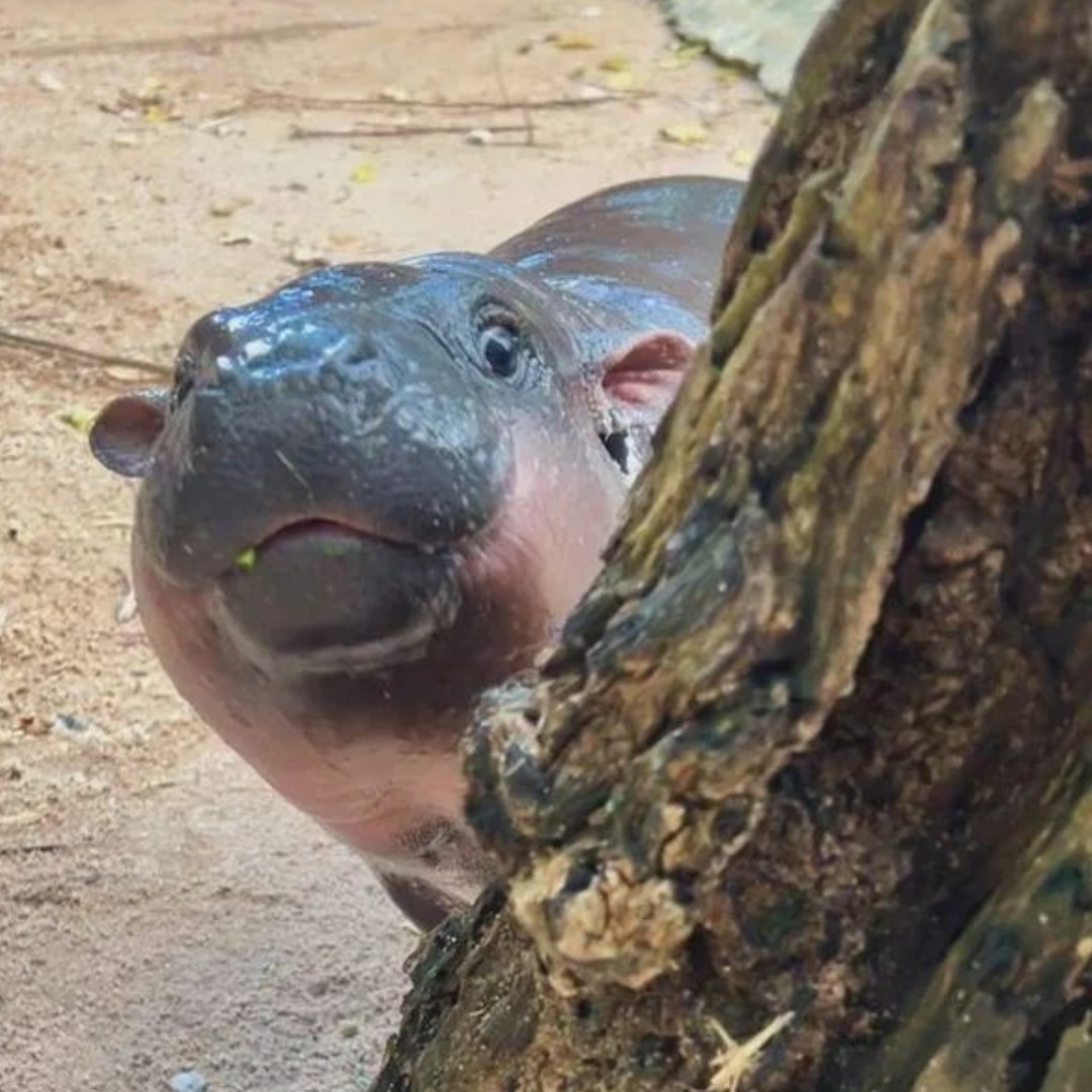 The viral baby hippo sensation that is #MooDeng has a crypto token attached  to her likeness that is now worth $200 million. The crypto meme token  started trading on the Solana network