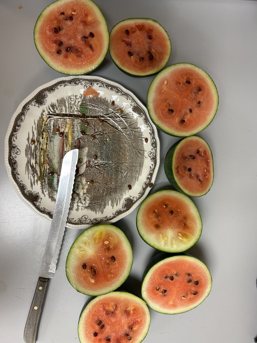 Harvested and ate our sweet baby watermelons from the GG garden. The grades 4, 5 &amp; 6 FI got to taste test them! Super delicious and definitely growing them again. <a href="/GretnaG/">Gretna Green</a> <a href="/asdnnb/">ASD-North</a> <a href="/NBCOE/">New Brunswick Centres of Excellence</a>