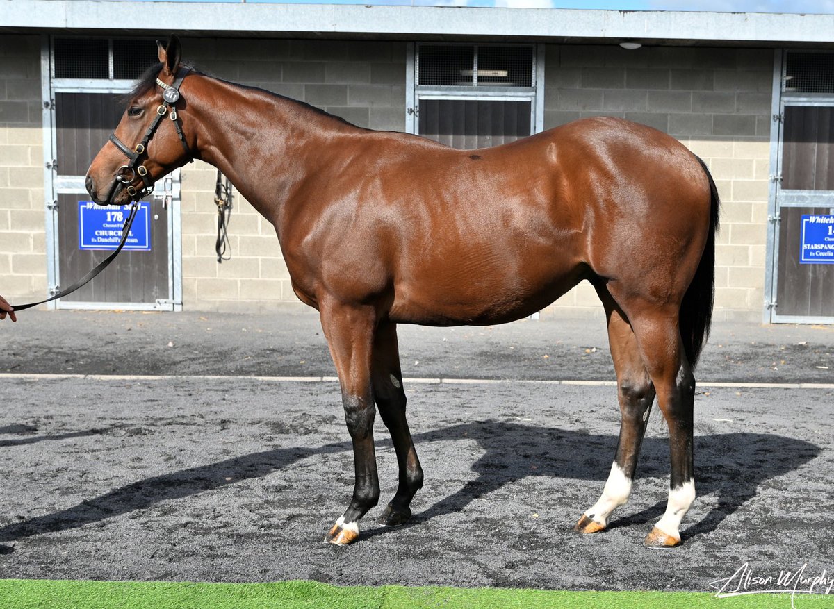 Lot 211 <a href="/Goffs1866/">Goffs</a> Orby sells for €120,000 to agent Lars Kelp on behalf of Light Valley Stud in Denmark, heading into training with <a href="/karl_burke/">Karl Burke</a> in UK. Showcasing half-sister to Group performing 2yo Magic Mild 🥂🍾✨