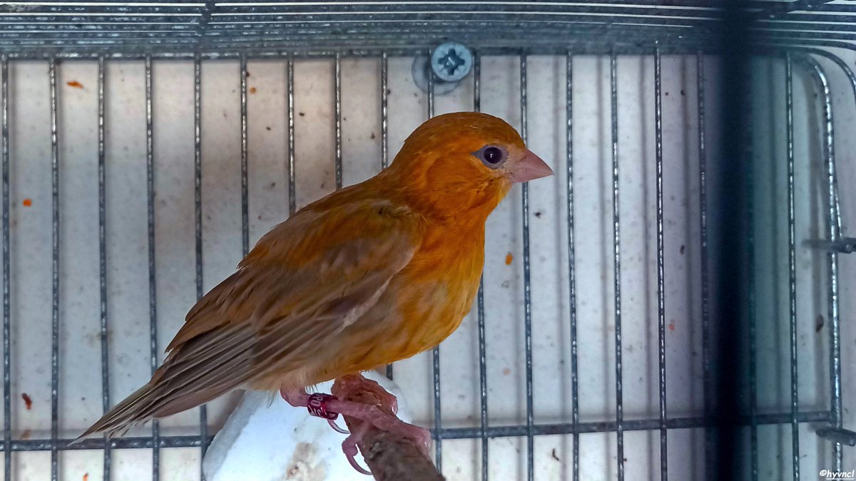 OzgunSozuer's tweet photo. %75 Fife Fancy | %25 European Serin
https://t.co/n7mYg0Ml3v
#fifefancy #canary #canarymule #canaricultura #mixtoverdecillo #verdecillo #europeanserin #canarybreeder
#hayvanmanzaraları #16x9_birds #birdsofX #500pxrtg #thephotohour #dailyphoto #pintofotografía #ThePhotoHour https://t.co/K61pDj8oRZ