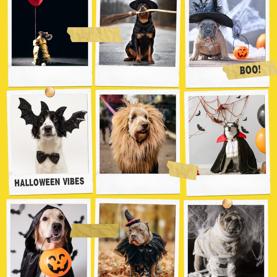 🎃🐾 Get ready for a paw-some time! 🐾🎃

 Day of the Dog Costume Contest at <a href="/ohsobrewery/">O.H.S.O. Brewery</a> is on October 28th. Fur-tastic outfits, delicious brews, and tons of fun await!

📅: Oct 28 📍: O.H.S.O Brewery 👻🍻🐶🎉

Don’t miss out!
ohsobrewery.com/event/ohsos-da…