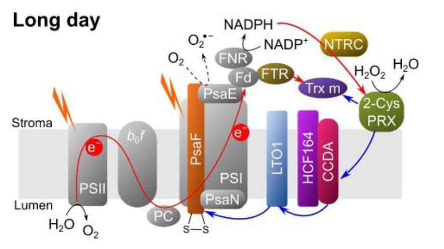 NEWS &amp; VIEWS:  Guardians of the light: The redox regulation of the photosystem I during photosynthesis (Sara Selma) buff.ly/3ZzGQqd <a href="/DrSaraSelma/">Sara Selma Garcia</a> <a href="/ASPB/">ASPB</a> #PlantSci