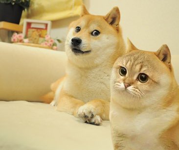 OGCateCTO's tweet photo. OG $CATE is planning for a hard push here soon we are the OG and will make it known everywhere SEND $CATE to @dogecoin #dogecatefamily https://t.co/WoewiYJjas