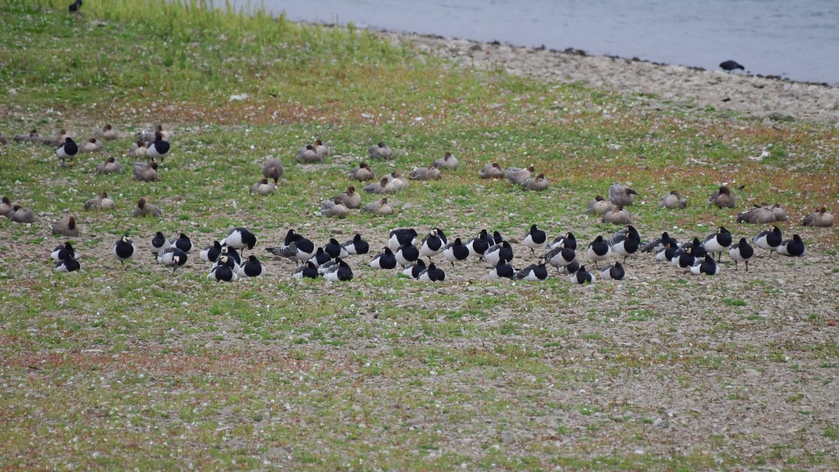 Edinburgh NATURE tweet media