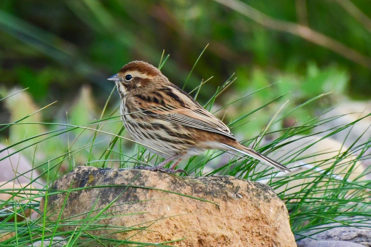Edinburgh NATURE tweet media