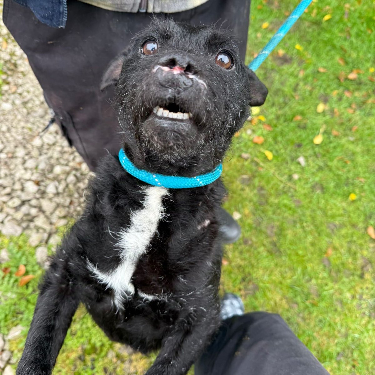 AdoptionsUk's tweet image. Please retweet, urgent RESCUE SPACE NEED - UP FOR EUTHANASIA IN A COUNCIL POUND #UK 🆘🆘🆘
URGENT‼️  THIS DOG DIES ON 4th October 2024 IF A SPACE IN AN ESTABLISHED RESCUE IS NOT OFFERED BY EVENING OF 3/10.
Please read all of the text in this post – it contains vitally important…