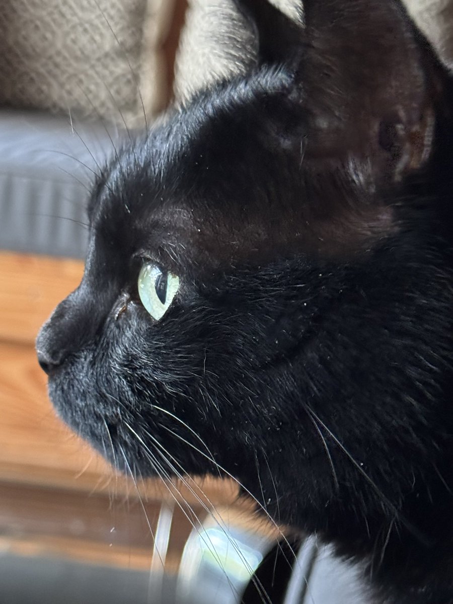 Dag lieve Bollie, het was weer heel gezellig met je! #kattenoppas