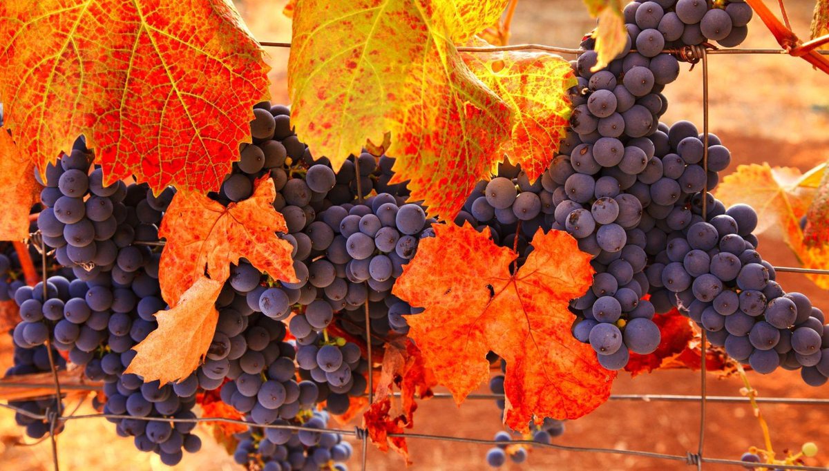 🍷🍇 𝐅𝐚𝐥𝐥 𝐂𝐫𝐮𝐬𝐡 𝐖𝐢𝐧𝐞 𝐓𝐚𝐬𝐭𝐢𝐧𝐠

📆 Thursday, October 17 | 6-8p

🎟️ $10 / Ticket (includes 8-10 wine tastings + complimentary appetizers): bit.ly/Fall24CrushWin…

📍  Robust Bistro &amp; Wine Bar 

Learn more 👉🏽 bit.ly/Fall24CrushWin…