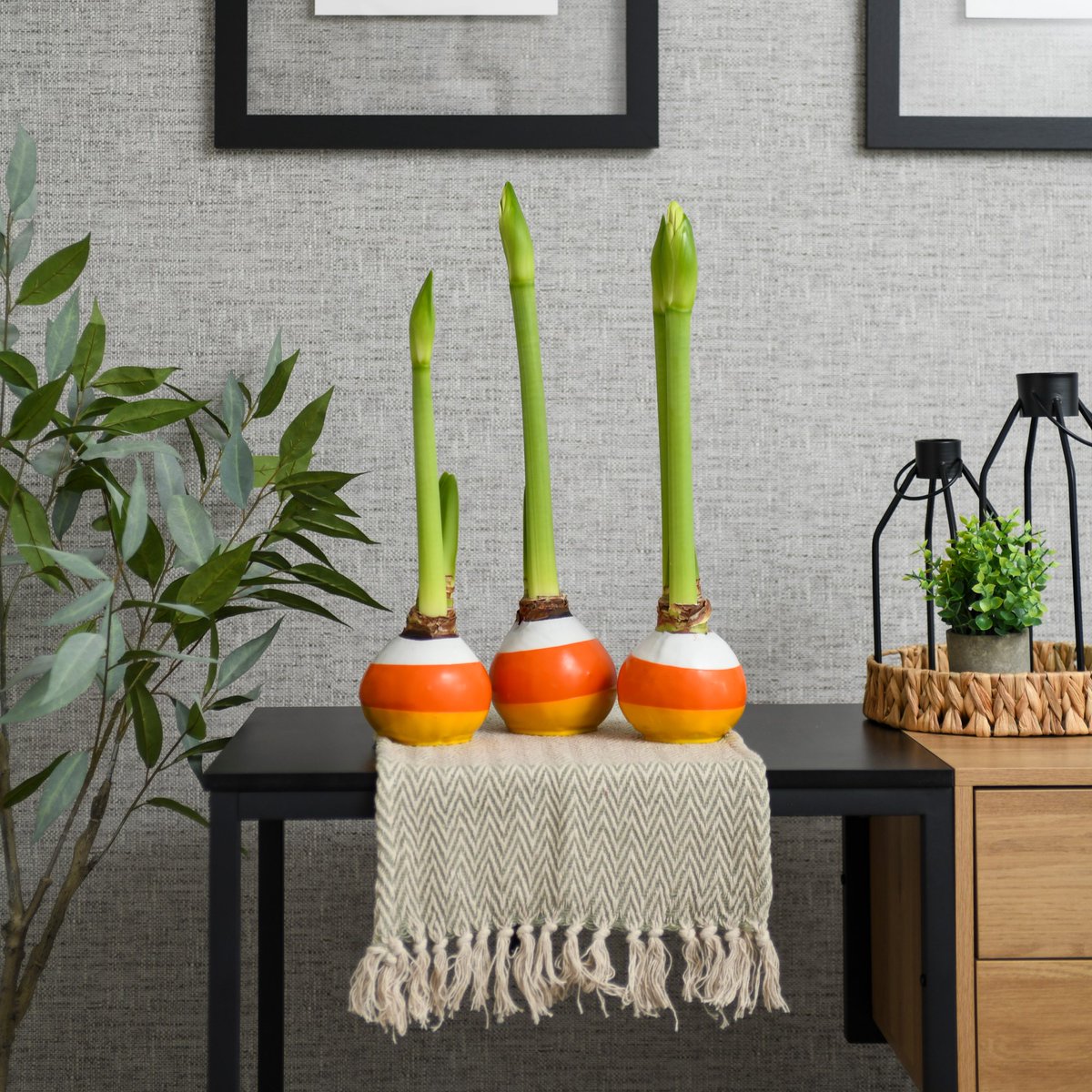 Bloomaker's tweet photo. Fall vibes, made easy! Add the perfect touch of seasonal beauty with our waxed amaryllis—no water, no soil, just blooms! 🍁🌸 

Shop the Fall Collection now!

#FallDecor #FallVibes #Fall #Autumn #WaxedAmaryllis #Amaryllis #AmaryllisBulbs #Bloomaker #BloomakerAmaryllis https://t.co/OyVDwUyotI