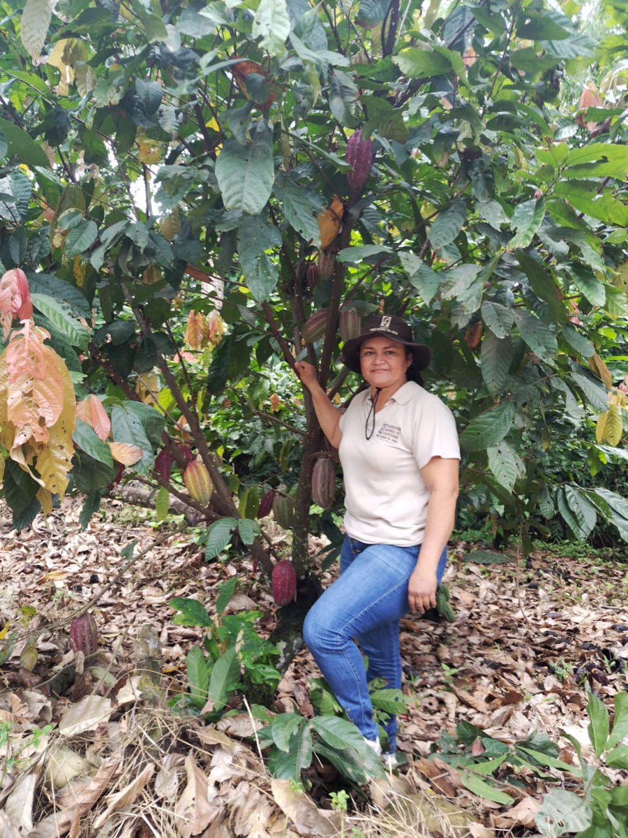 fedecacao's tweet photo. #DiarioDeUnExtensionista 👩‍🌾 En Saravena, Arauca, el cacao es el motor de más de 1.400 familias 🍫💚. Sandra Patricia Niño, extensionista de Fedecacao, ha transformado las fincas con su dedicación y amor por el campo.  ¡Gracias por tu compromiso! https://t.co/R2lrjpqJvc