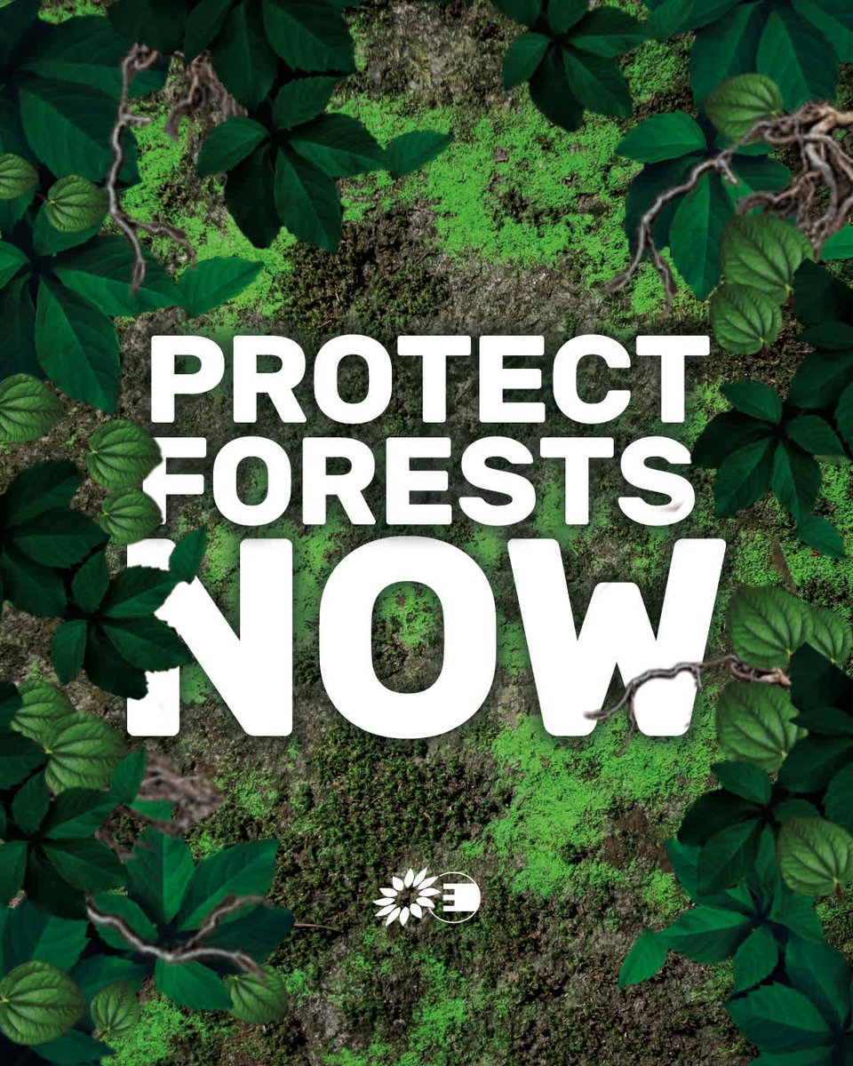 🌳 El <a href="/Europarl_ES/">Parlamento Europeo en España</a> ha aprobado una ley para parar la deforestación global. Pero hay grupos de presión que intentan debilitarla.

Firma está petición de <a href="/GreensEFA/">Greens/EFA in the EU Parliament 🌍</a> para que <a href="/vonderleyen/">Ursula von der Leyen</a> proteja nuestros bosques #AccionClimatica #SalvemosNuestrosBosques 👇 app.sosha.ai/toolkit/8b7f1d…