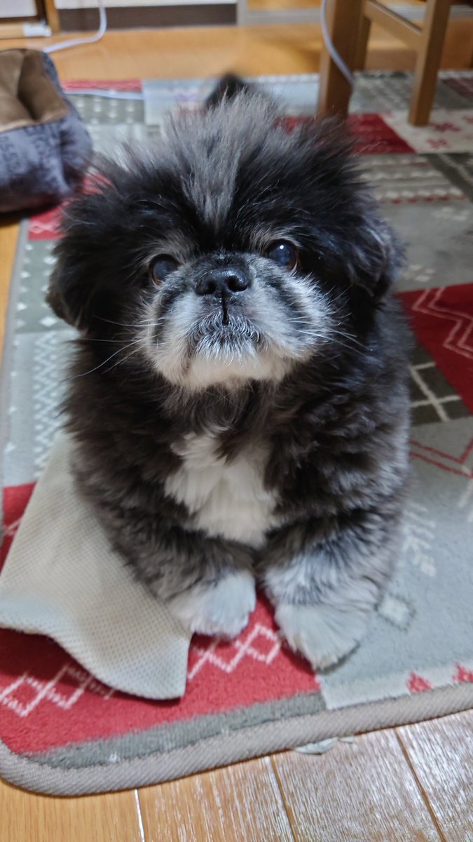 kjr_only's tweet photo. 子犬の時、お迎えが決まってから家に来るまで家族で小太郎か小次郎かで命名を悩んでたんですが、迎えてみたら圧倒的小次郎顔だったので小次郎に決まりました
何でこんなに小次郎顔なのでしょうか https://t.co/57ZWlB3aLE
