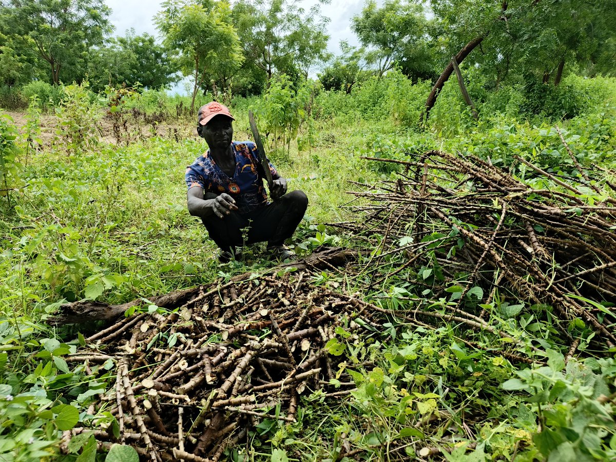 RetsonTedheke01's tweet photo. #Agbatoken: After Harvesting Maize, We Are Planting at Least 10hectares of Cassava.
We are Also Mixing as We are Adding White Beans to The Cassava.
With This Hunger in The Horizon or That is Already Here, We Are Planting Like Kilode!
For Nigeria to Work, Nigeria Must Farm. https://t.co/U5HDACxOhu