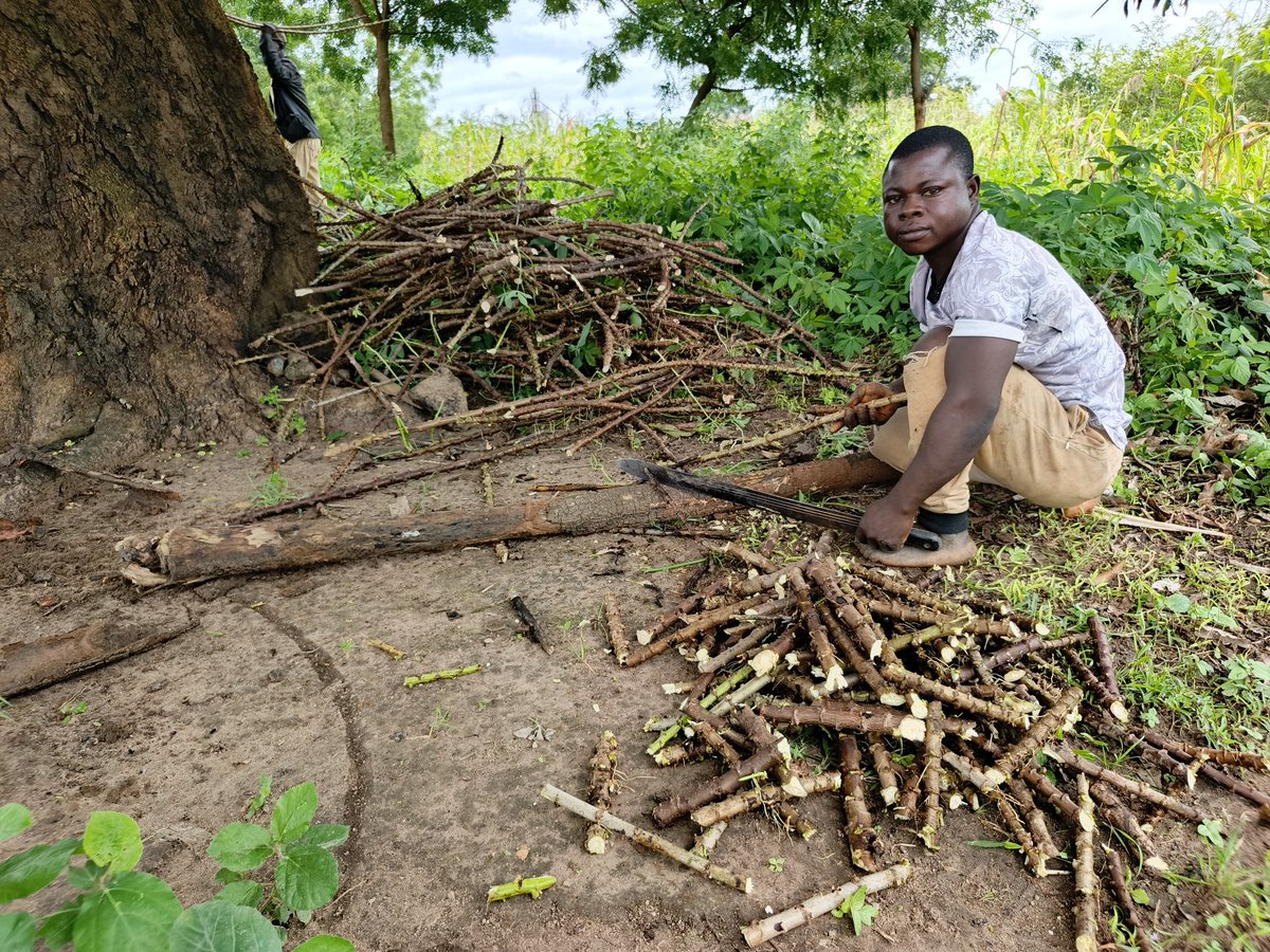 RetsonTedheke01's tweet photo. #Agbatoken: After Harvesting Maize, We Are Planting at Least 10hectares of Cassava.
We are Also Mixing as We are Adding White Beans to The Cassava.
With This Hunger in The Horizon or That is Already Here, We Are Planting Like Kilode!
For Nigeria to Work, Nigeria Must Farm. https://t.co/U5HDACxOhu