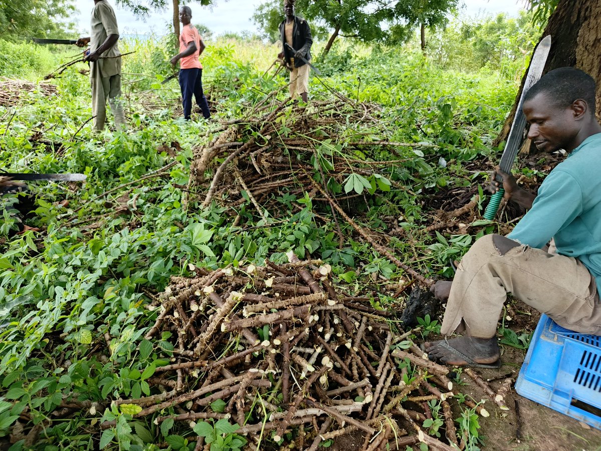 RetsonTedheke01's tweet photo. #Agbatoken: After Harvesting Maize, We Are Planting at Least 10hectares of Cassava.
We are Also Mixing as We are Adding White Beans to The Cassava.
With This Hunger in The Horizon or That is Already Here, We Are Planting Like Kilode!
For Nigeria to Work, Nigeria Must Farm. https://t.co/U5HDACxOhu