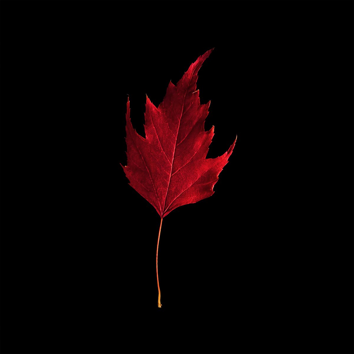 24_Redpink's tweet photo. #cool #hot #coolgoods 
#popart #fall
#art #graphics 
#red 
#one #Redpink  #24_Redpink
#graphicart   #love #popcolor  #luckyart  #followme  

https://t.co/AvD0qUfi9a https://t.co/szdkd9ZYcJ