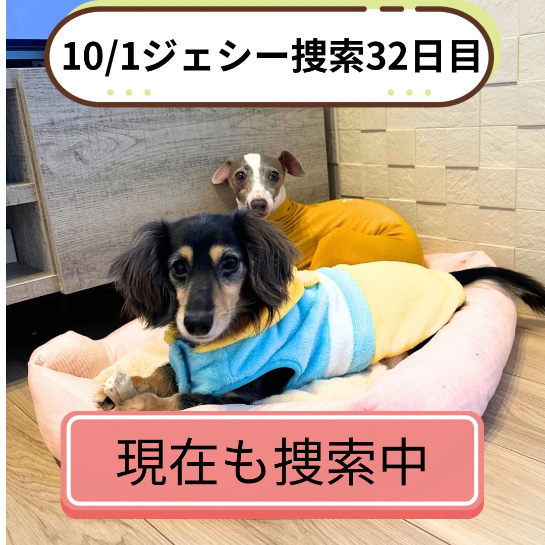 dB14L2LbeVB1FUJ's tweet image. ジェシー未だ見つかっていません。
9/20以来、ジェシーの目撃情報はありません。
現状のご報告と、皆さまへのご案内を記載いたしました。
ご確認いただけますと幸いです。
#迷子犬 #迷子犬情報 #イタグレ #三鷹市 #世田谷 #祖師谷