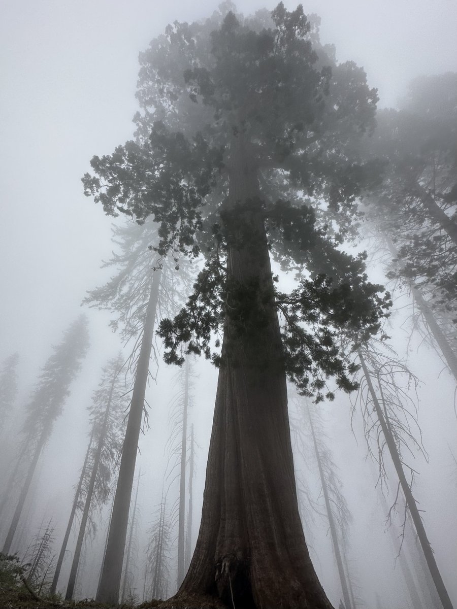 Cue "Witchy" by <a href="/KAYTRANADA/">kaytranada</a> ft. <a href="/donaldglover/">donald</a> 🌙🔮

📍 Sequoia National Forest
📸 Jill DeLano