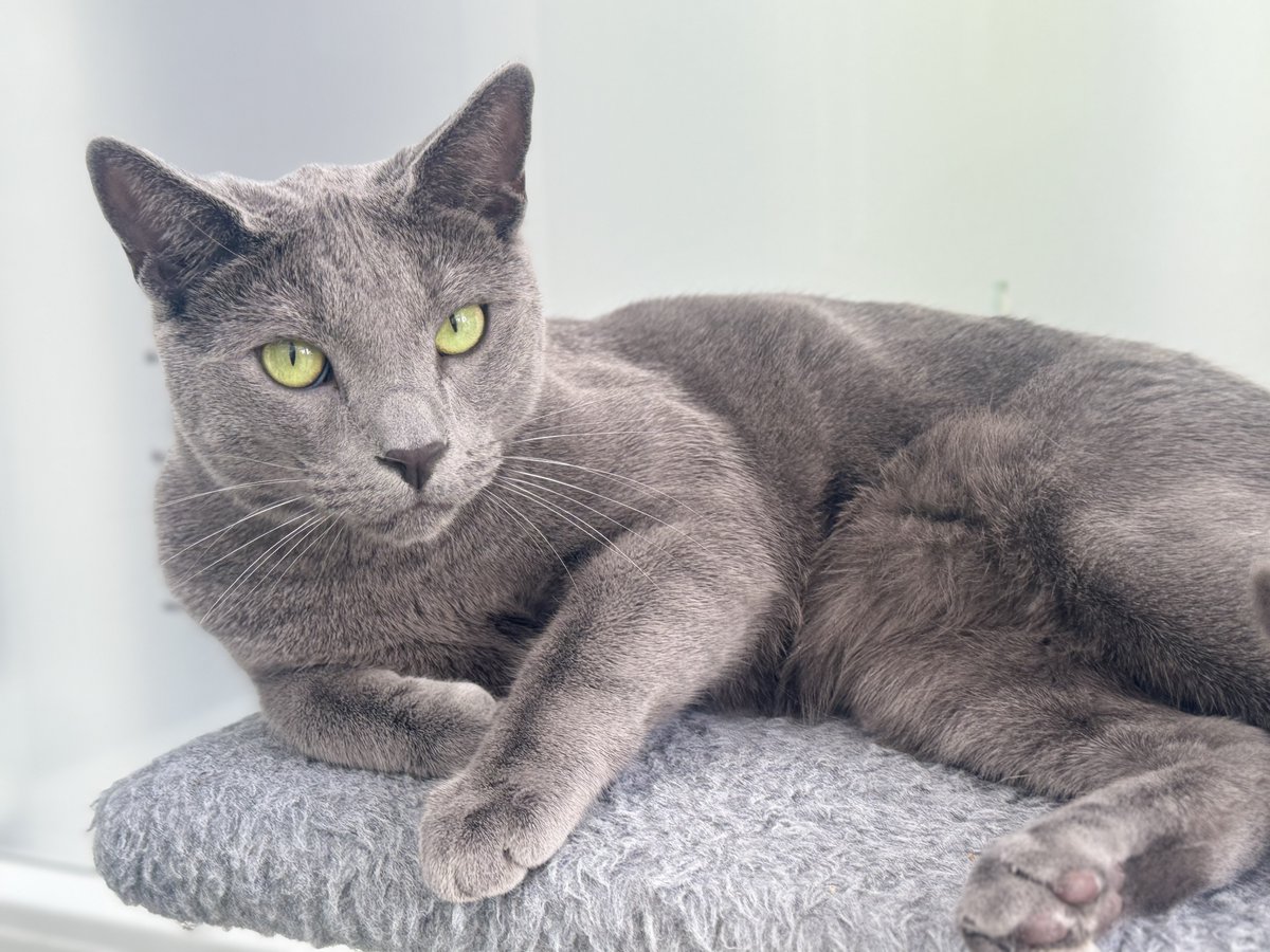 TheCatHotel's tweet image. Handsome Monty just chilling.