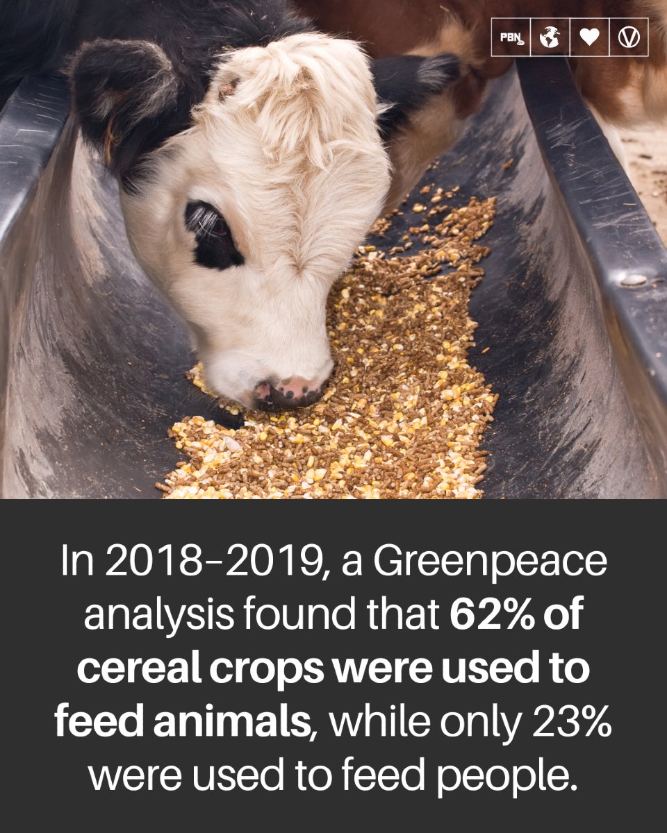 PlantBasedNews's tweet photo. We have people starving in the world &amp; yet we have enough crops to feed 80 billion land animals for slaughter every year... https://t.co/AsT7bRyNtA