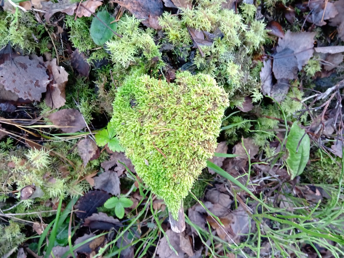 Hyvää #säätiöpäivää! <a href="/EKKOatUTU/">EKKO - Ethical and Sustainable Language Teaching</a>☘️tutkii miten kestävää kehitystä voi yhdistää kielten opetukseen. Työn alla pedagogiset materiaalit, kirjan käsikirjoitus ja teemanumero Global Goals for Sustainability in European Language Teaching.  Kiitos 💚<a href="/KoneenSaatio/">Koneen Säätiö</a> #säätiötekoja <a href="/UniTurku/">Turun yliopisto - University of Turku</a>