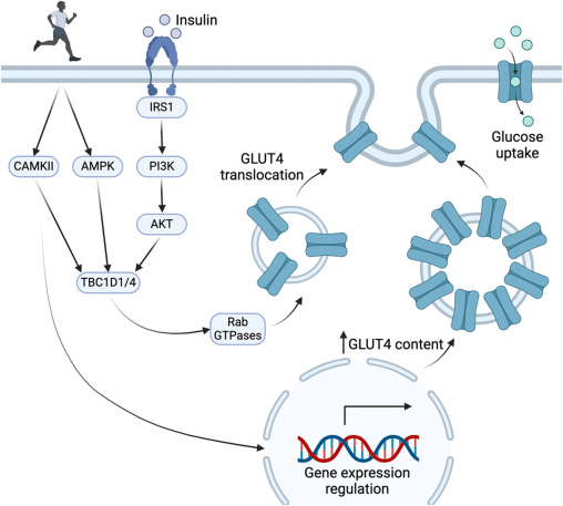Descubriendo los secretos del ejercicio: un camino hacia una mayor sensibilidad a la insulina y la salud del músculo esquelético en la diabetes tipo 2
sciencedirect.com/science/articl…