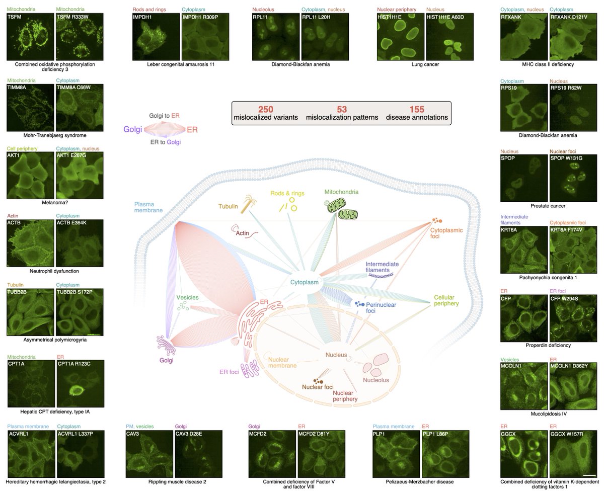 We assayed the subcellular localization of ~3,500 missense variants of &gt;1,000 disease-associated genes, comparing the localization of variant and reference (wt) proteins. Computational and manual annotation of images identified 250 mislocalized variants for &gt;150 phenotypes. 2/