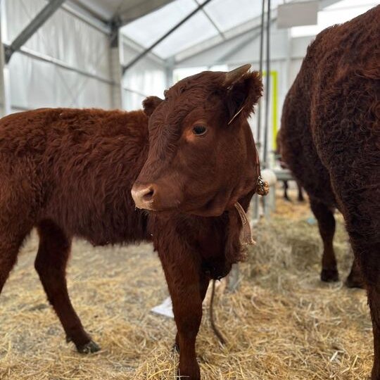 QuiPlusEst's tweet photo. 🔴En direct de la première journée du @SommetElevage à Cournon-d'Auvergne. RDV jusqu'à vendredi pour découvrir la 33e édition du mondial de l'élevage durable. 
+ d'infos👉https://t.co/7QsORKR53u

#sommetelevage #auvergne #elevage https://t.co/Qu6nfaUDIE