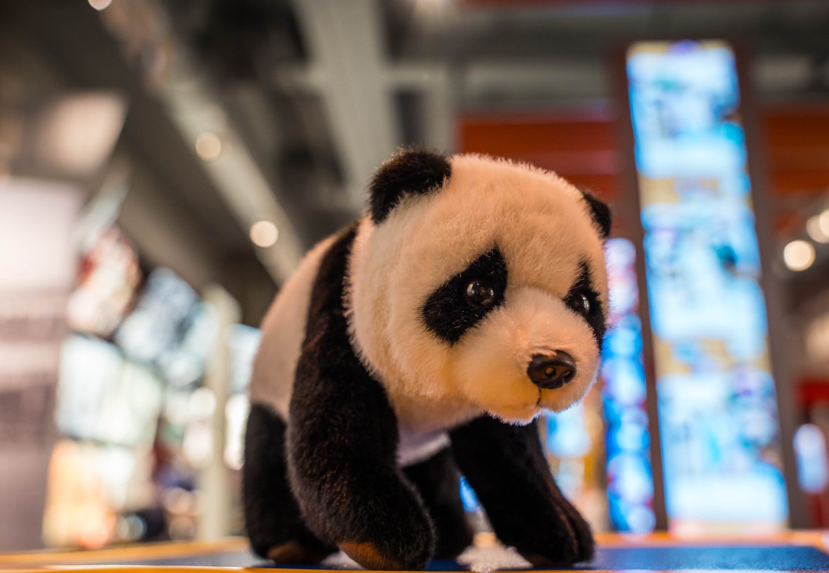 cfbhall's tweet photo. Teamwork makes the dream work! We’re rallying behind @ZooATL as they say goodbye to their fan-favorite Giant Pandas after 25 seasons. 🐼
It’s the #LastCallYall—make your play and support their panda conservation efforts today! 🏈 #cfbhall #zoo #atl #giantpanda #PandaFarewell https://t.co/tv4u3AIC1w