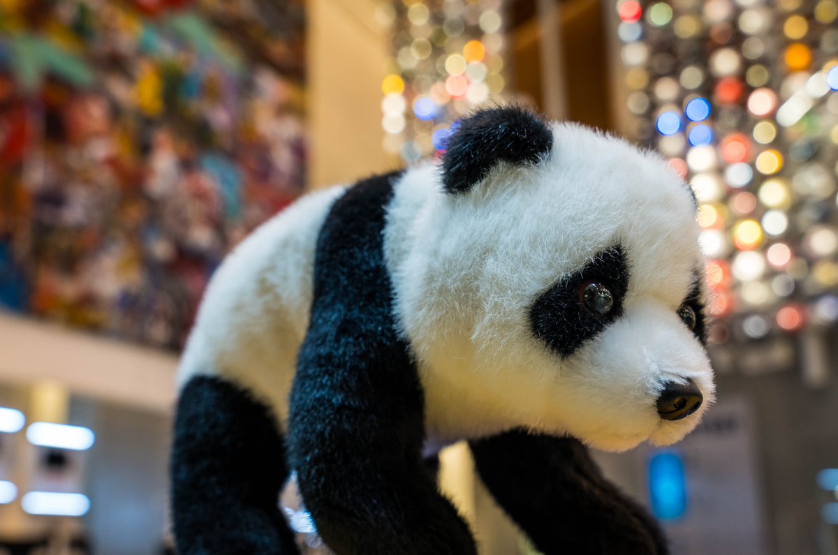 cfbhall's tweet photo. Teamwork makes the dream work! We’re rallying behind @ZooATL as they say goodbye to their fan-favorite Giant Pandas after 25 seasons. 🐼
It’s the #LastCallYall—make your play and support their panda conservation efforts today! 🏈 #cfbhall #zoo #atl #giantpanda #PandaFarewell https://t.co/tv4u3AIC1w