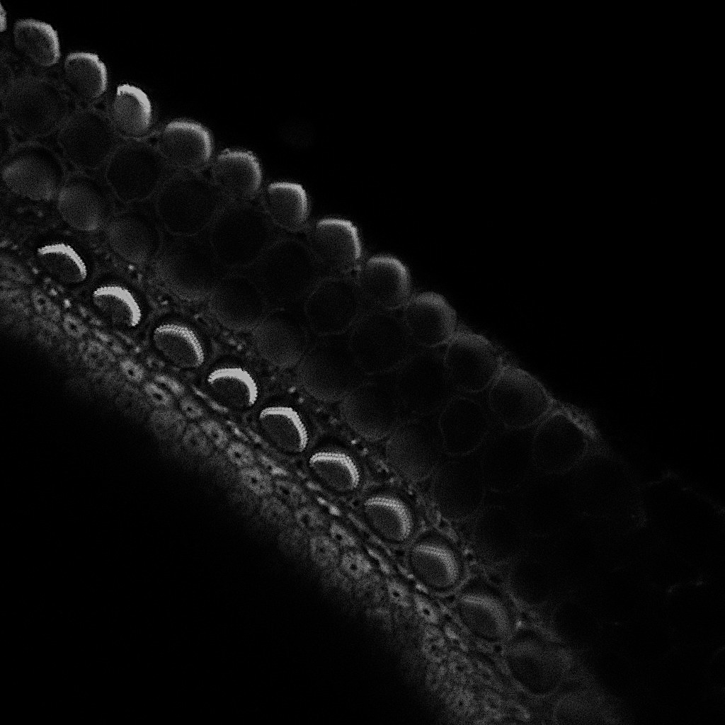 Actin in fixed and live hair cells. Can you guess which is which.....?
Images: James O'Sullivan &amp; Claire Scott