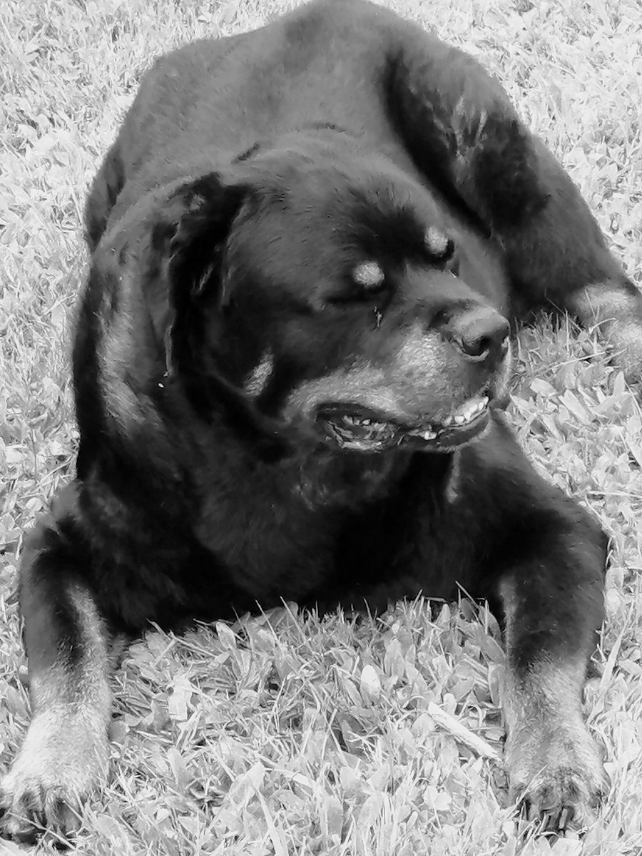 James Lewis tweet media