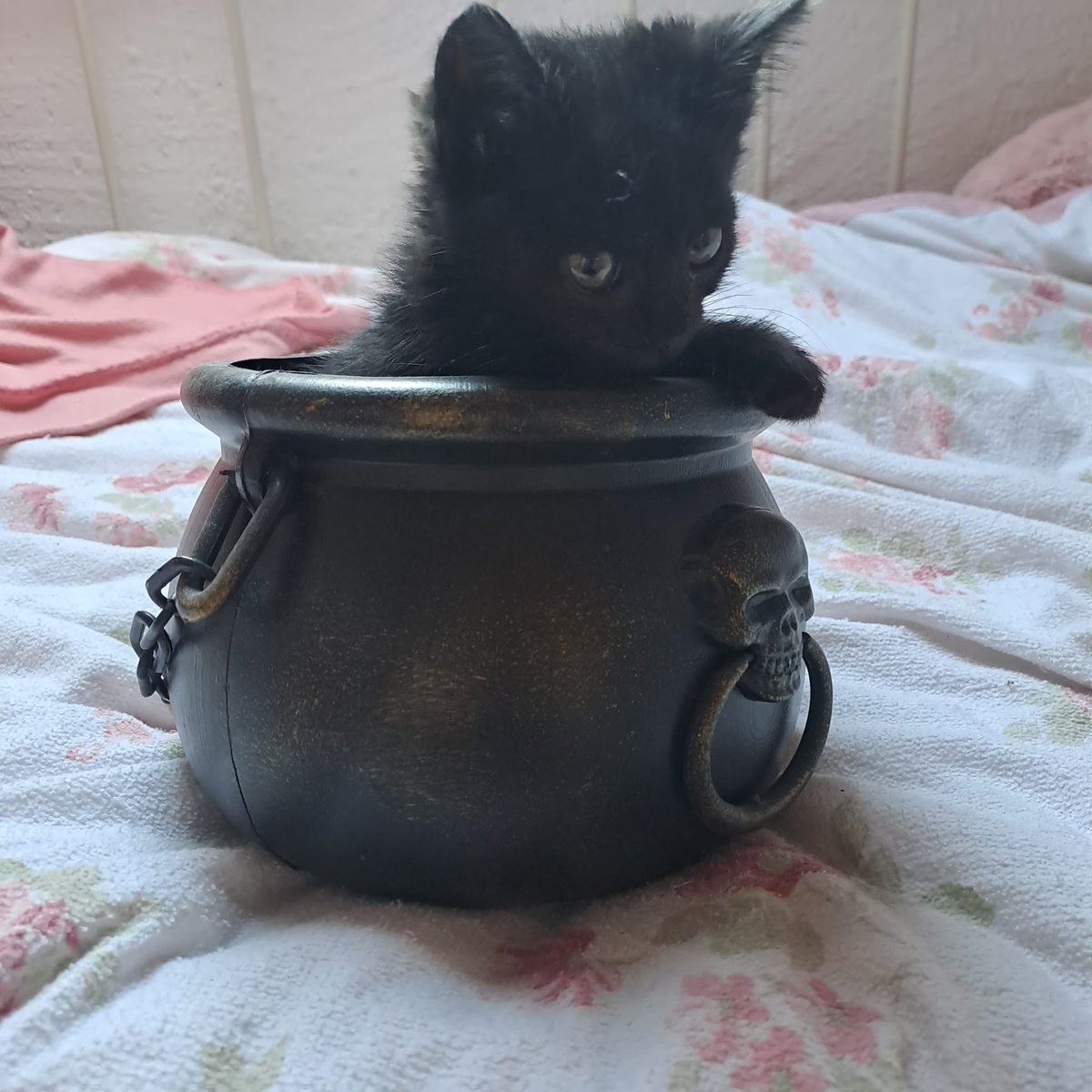 creppy seazn is hear

(creepy season is here)