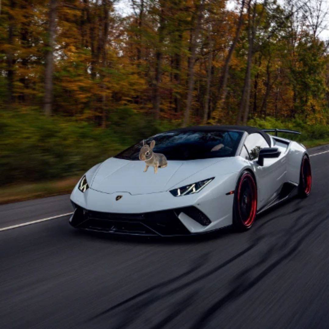 smallbunnysol's tweet photo. The worlds smallest bunny can you give you a lambo $wsb 🐇 https://t.co/yXL7hbdgCG