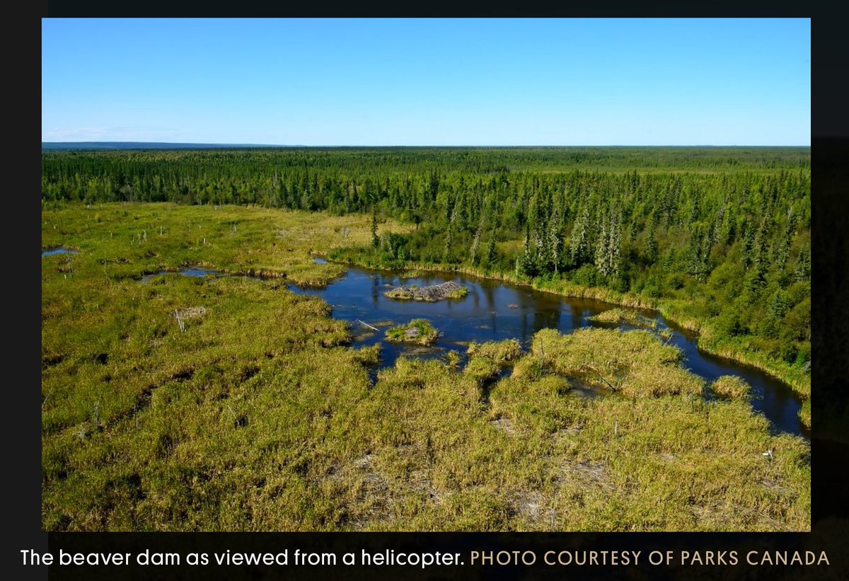 Did you know that the world's largest beaver dam is visible from space?  
It's in Wood Buffalo National Park in Alberta, Canada