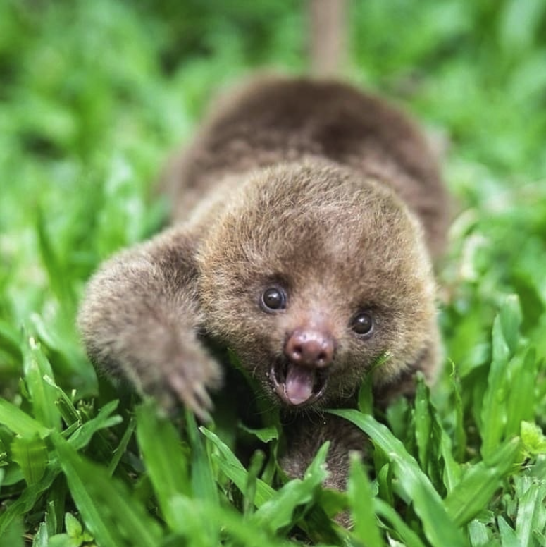 Slothgift's tweet photo. Here's a little cuteness for your feed! π¦₯π
#SlothLife #SlothVibes #SlothSquad #SlowAndSteady #sloth https://t.co/8MXDzVBPBm