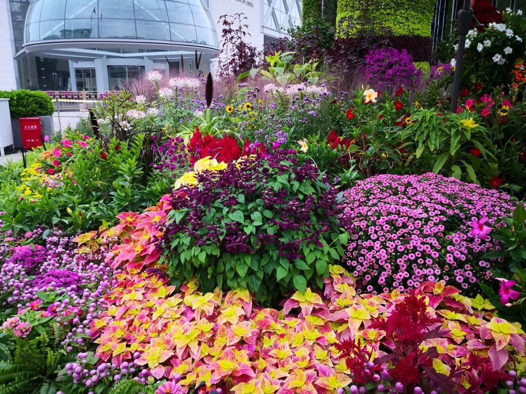touch_beijing's tweet photo. During Chinaβs #NationalDay holiday, two new varieties of #redsage cultivated by Beijing University of Agriculture were unveiled in #flower installations, adding joy to the city with their red and purple flowers. https://t.co/JRAZtaaRuu