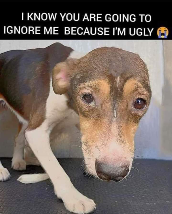 I know you are going to ignore me 🥺 Because I'm ugly 😔