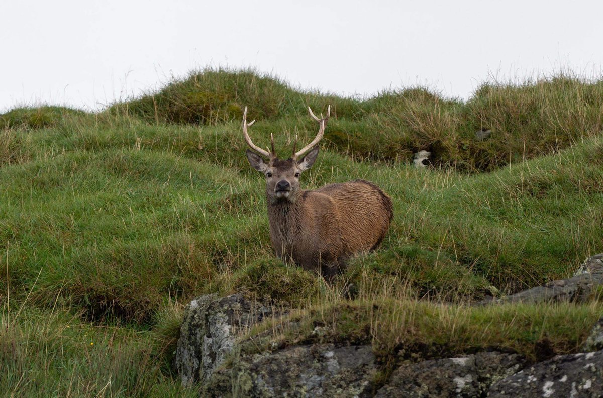Islay Sea Adventures tweet media