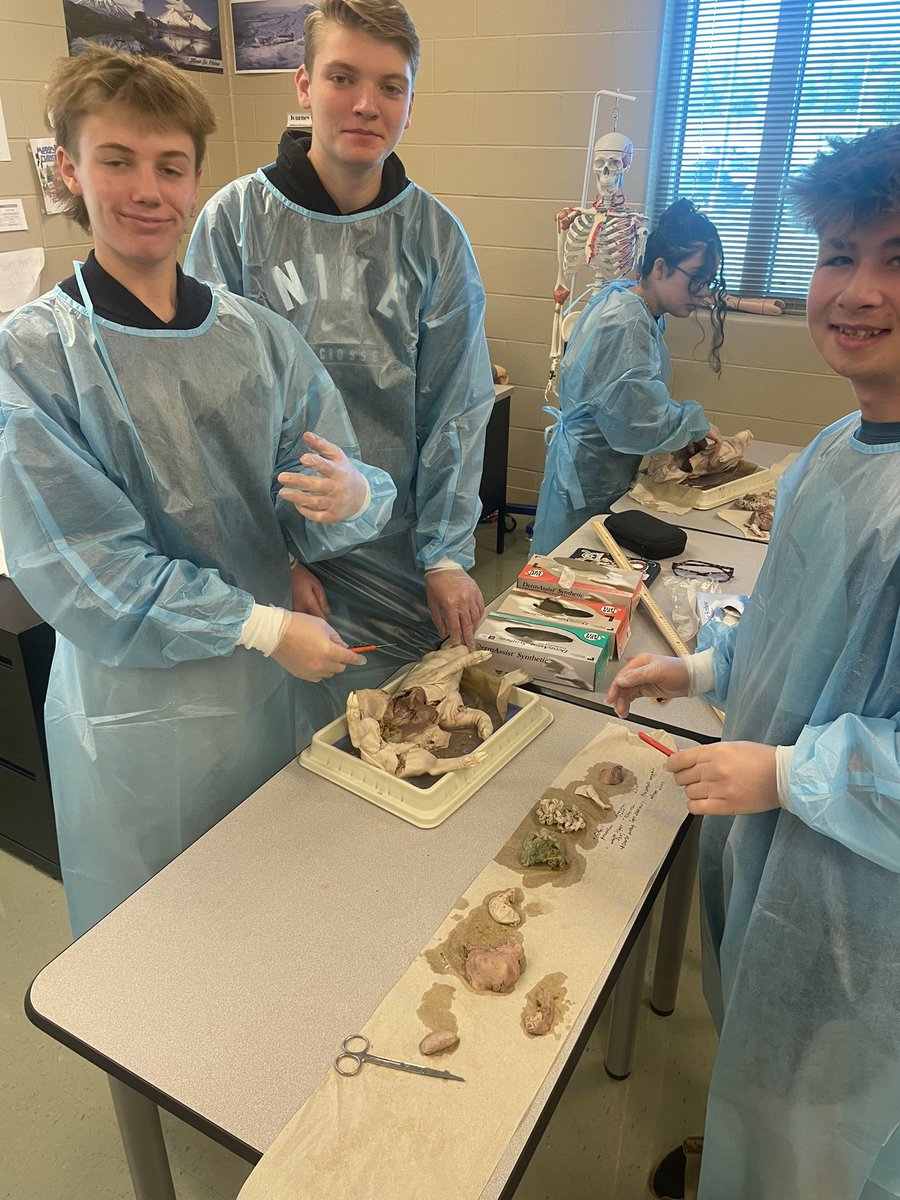 Students learned and practiced dissection skills and located all organs. Awesome to see their curiosity!