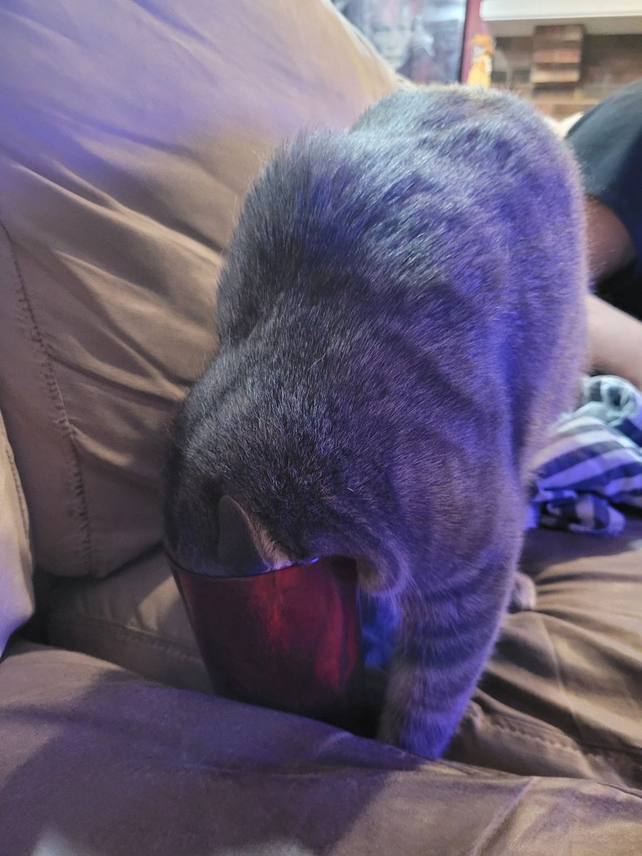 Slinus27's tweet photo. My cats have two water bowls, fresh and clean, sitting in the kitchen.  But, this is Max when he discovers you have a little bit of ice water left in the bottom of your cup 🤷‍♂️ https://t.co/Dq4AXARjGy
