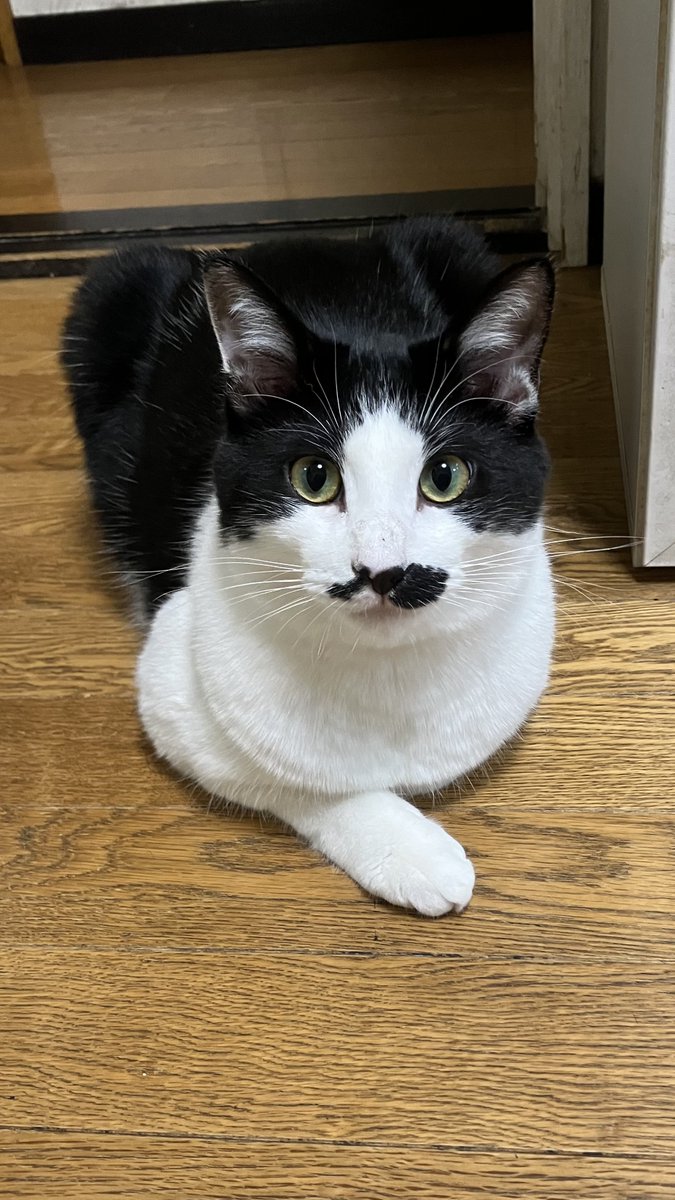 小さい頃からハンサムだけど、今もハンサムだなぁ〜！！
　…と親バカひとすじ一周年
家じゅう傷ついたり破れたりしたけどそれを差し引いても君がいてくれる楽しさの方が大きいです