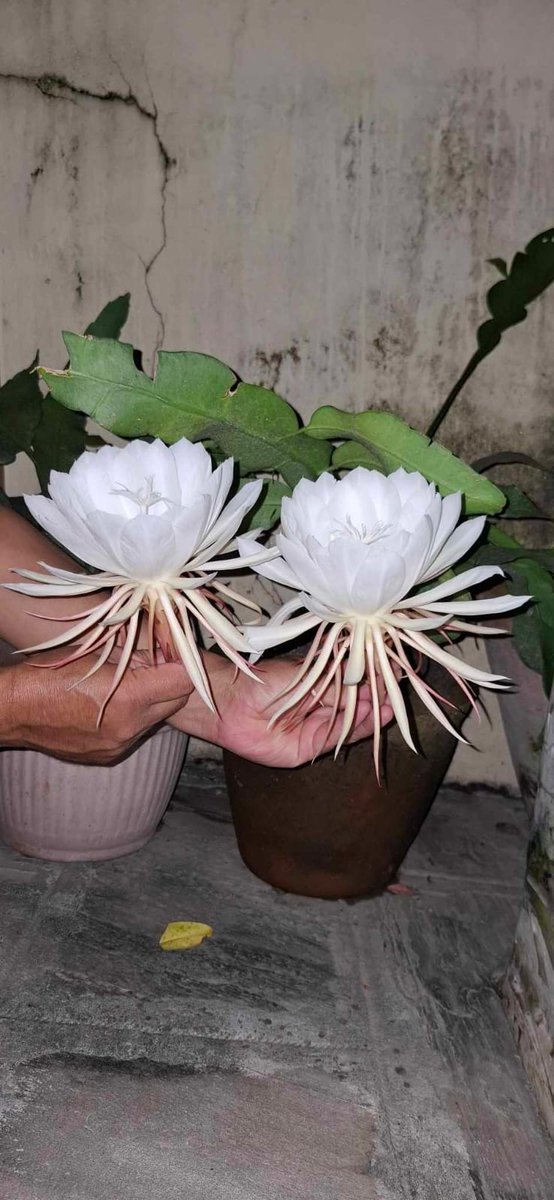 sapthacharya's tweet image. I think white flowers are also a symbol of peace ! Am I right ? मलाई लाग्छ, सेता फूलहरू पनि शान्तिका प्रतीक हुन् ! ठीक हो?