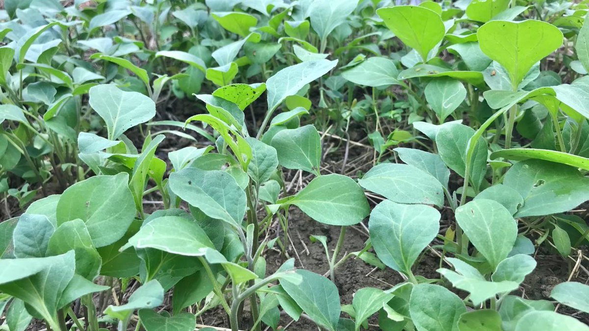 Collaboration of Women In Development - CWID tweet media