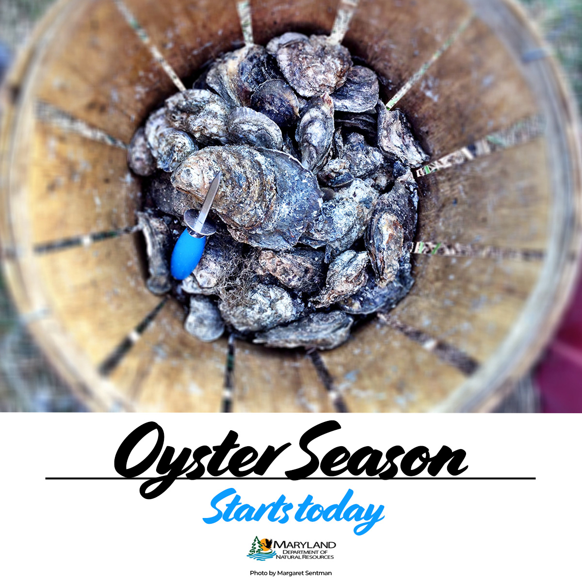 🦪 OYSTER SEASON BEGINS TODAY! Recreational #oyster harvesting is open to any #Maryland resident. All of the oysters must all meet the minimum size requirement of 3" as measured from hinge to bill. Find out more: ow.ly/Yt4q50TzXz4